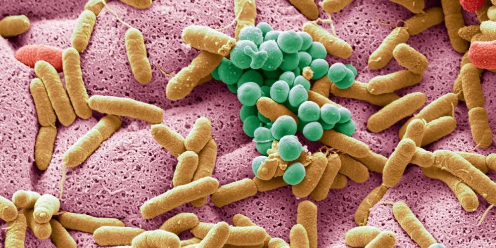 Microbiota-intestinal-principal